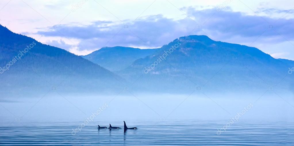 Three Killer whales in mountain landscape at Vancouver Island