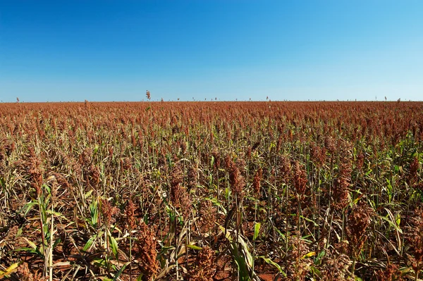 Field of sorghum — Stock Photo, Image