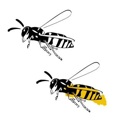 Eşek arısı çizimi beyaz arkaplanda siyah sarı leke