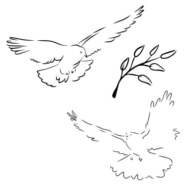 Beyaz arkaplanda izole edilmiş dallı güvercin