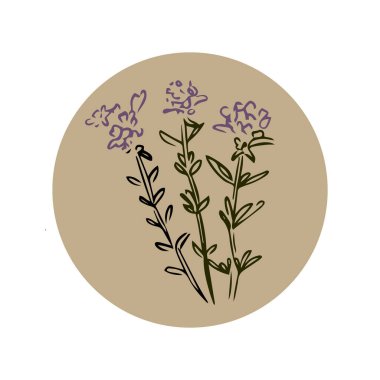 Kekik çizilmiş el çizimi beyaz arkaplanda izole edilmiş