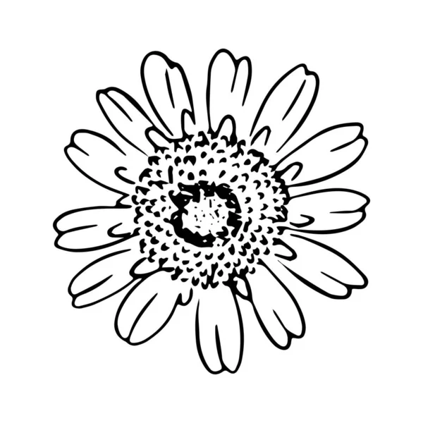 Illustrazione disegnata a mano Daisy. Linea art. Isolato su sfondo bianco. — Vettoriale Stock