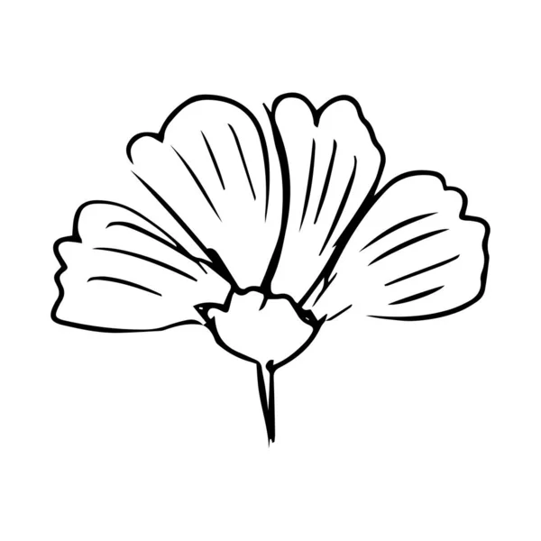 Ilustración dibujada a mano flor. Arte de línea. Aislado sobre fondo blanco. — Vector de stock