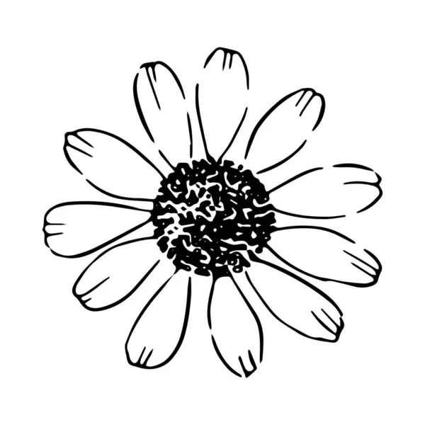 Illustrazione disegnata a mano Daisy. Linea art. Isolato su sfondo bianco. — Vettoriale Stock