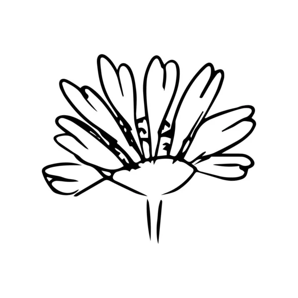 Daisy illustration dessinée à la main. L'art linéaire. Isolé sur fond blanc. — Image vectorielle