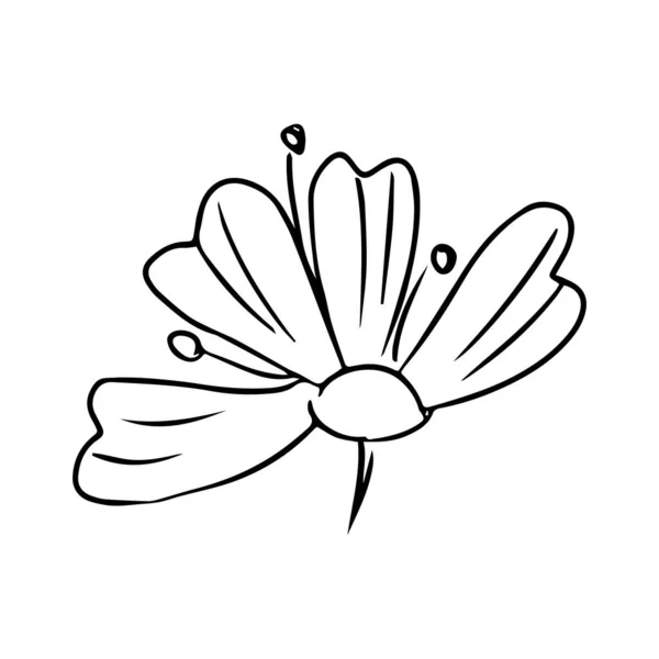 Illustrazione disegnata a mano Daisy. Linea art. Isolato su sfondo bianco. — Vettoriale Stock