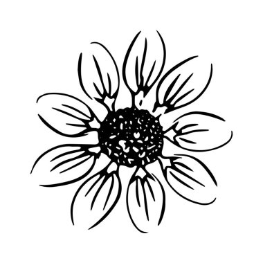 Daisy el çizimi çizimi. Çizgi çalışması. Beyaz arkaplanda izole.