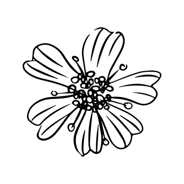 Daisy hand drawn illustration. Line art. Isolated on white background. — Stock Vector