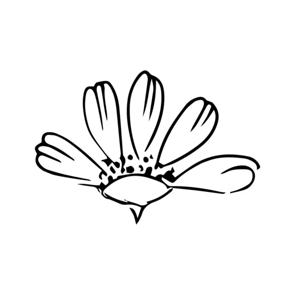 Daisy handgezeichnete Illustration. Linienkunst. Isoliert auf weißem Hintergrund. — Stockvektor