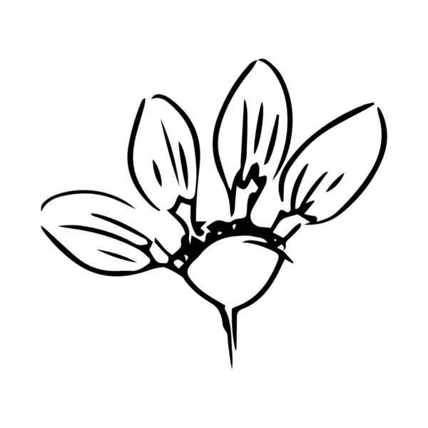 Blumenhandgezeichnete Illustration Isoliert Linienkunst — Stockvektor