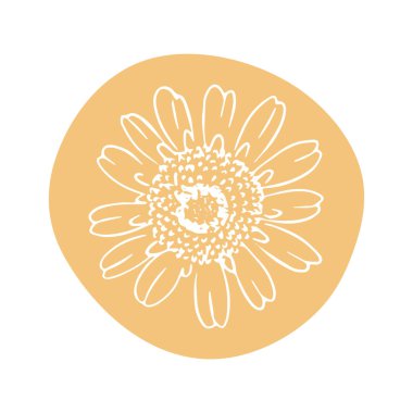 Daisy el çizimi çizimi. Renkli soyut şekil izole edildi. Satır sanatı.