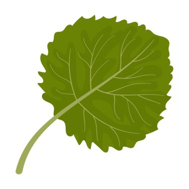 Linden yaprağı. Ayrı renkli illüstrasyon.