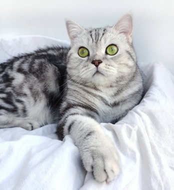 Düz kulaklı İskoç kedisi, düz kulaklı İskoç kedisi portresi, kedi dinleniyor.,