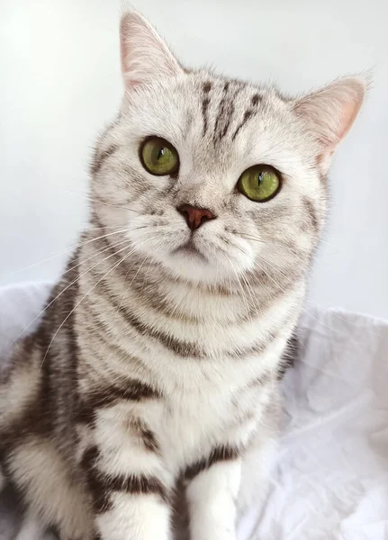 Düz kulaklı İskoç kedisi, düz kulaklı İskoç kedisi portresi, kedi dinleniyor.,