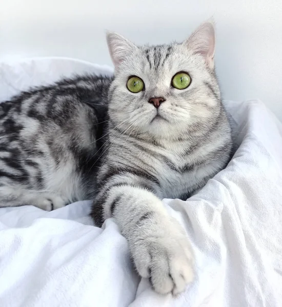 Chat écossais aux oreilles droites, portrait d'un chat écossais aux oreilles droites, le chat se repose, Photo De Stock