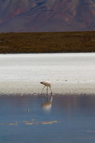 Flamenco - Lagoa Branca Bolívia — Fotografia de Stock
