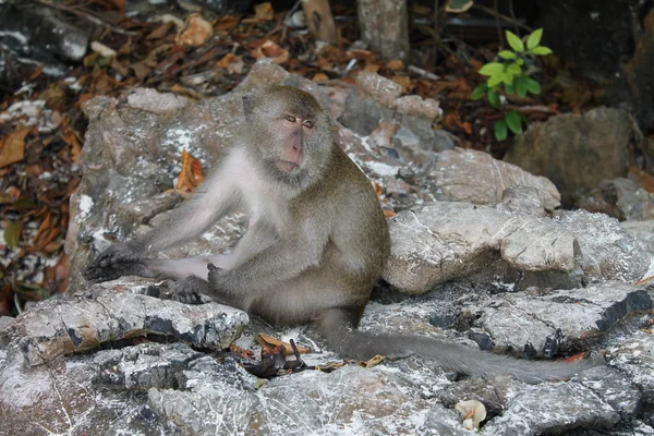 Małpa w Tajlandii - Koh Phi Phi — Zdjęcie stockowe