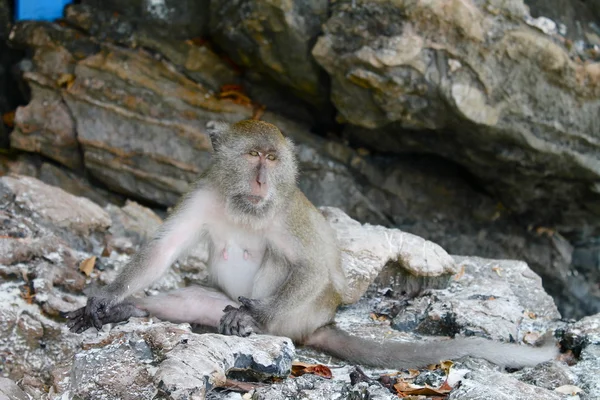 Aap op het strand - Thailand — Stockfoto