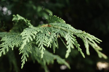 Calocedrus akıntısı, Incense sedir ağacı dalları yakın plan