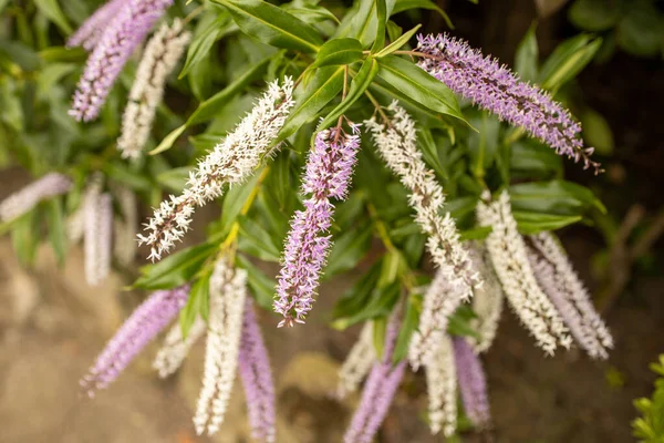 Yaz leylağı namı diğer kelebek çalısı.