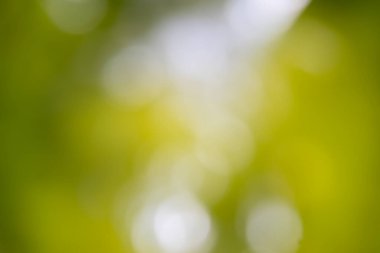 Odaklanamayan yeşil arka grup beyaz ışıklarla