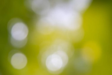 Odaklanamayan yeşil arka grup beyaz ışıklarla