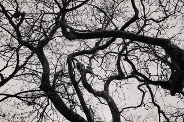 Siyah beyaz kar fırtınasından sonra çıplak kış ağacı dalları