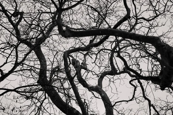 Siyah beyaz kar fırtınasından sonra çıplak kış ağacı dalları