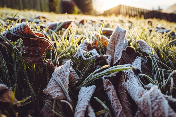 Sonbaharın sonlarında soğuk bir sabah, çimlerin üzerinde yapraklarla alçak bir açı.