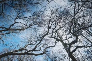 Throckley Dene (ormanlık alan) yoğun kar yağışı sonrasında Batı Newcastle 'da