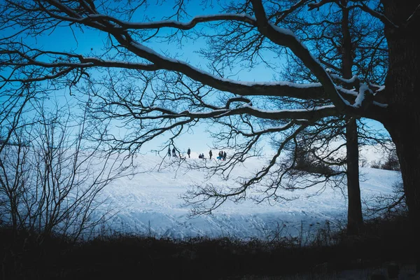 Throckley UK: 10 Şubat 2021: Throckley Dene (ormanlık alanlar), yoğun kar yağışı sonrasında Batı Newcastle 'da