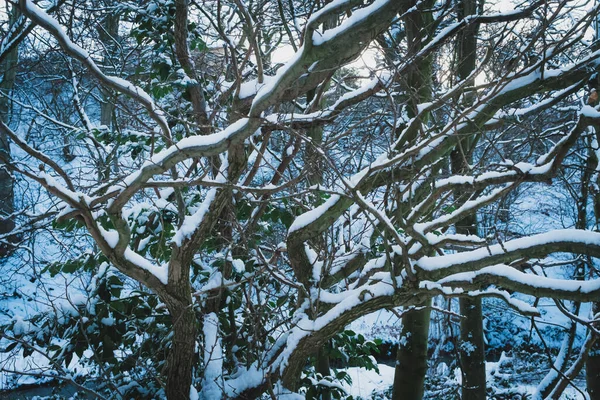 Throckley Dene (ormanlık alan) yoğun kar yağışı sonrasında Batı Newcastle 'da