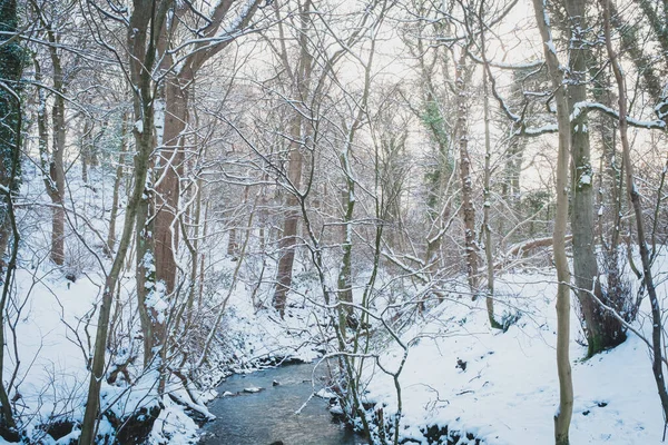 Throckley Dene (ormanlık alan) yoğun kar yağışı sonrasında Batı Newcastle 'da
