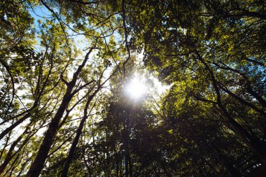 Yeşil yapraklı ormanlık alanlarda mercekler parlıyor