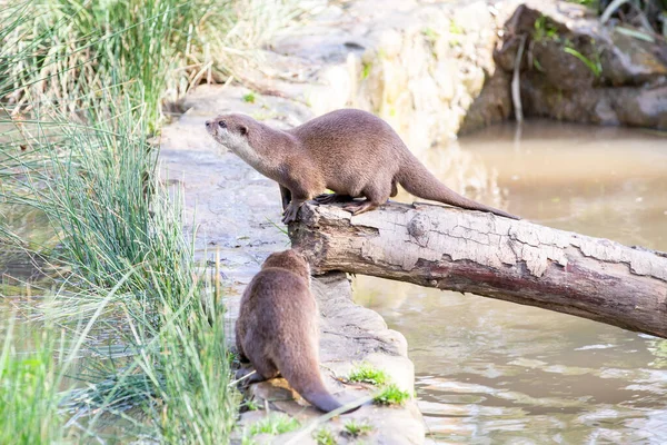 Suya tırmanan bir su samuru (Asyalı kısa pençeli su samuru)