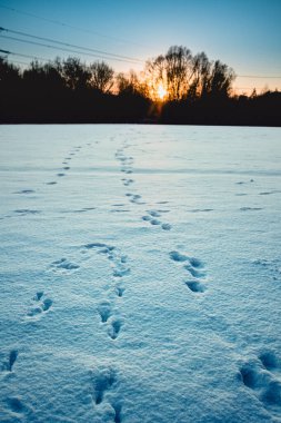Kardaki hayvan izleri ufka doğru gidiyor ve kış manzarasında gün batımına doğru.