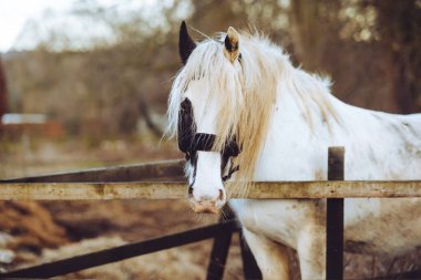 Beyaz ve kahverengi bir at çitin üzerinden bakıyor.