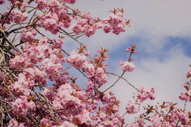 Pembe kiraz çiçeklerine ve dallara yakın Prunus 'Kanzanus'