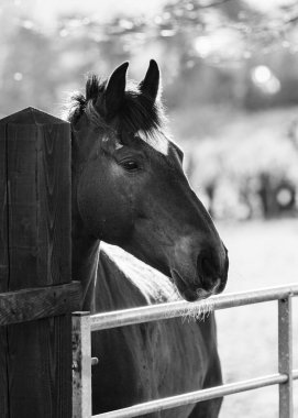 Alnında beyaz bir yama olan kahverengi bir atın portresi.