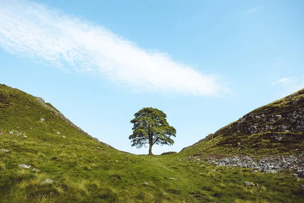Northumberland UK: Hadrians Duvarında Sycamore Gap Canlı renklere sahip (hiç kimse yok)