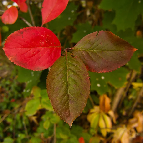 Bir çalılığın gölgesinde üç sonbahar kırmızısı boğaz üzümü yaprağının yakın çekimi.