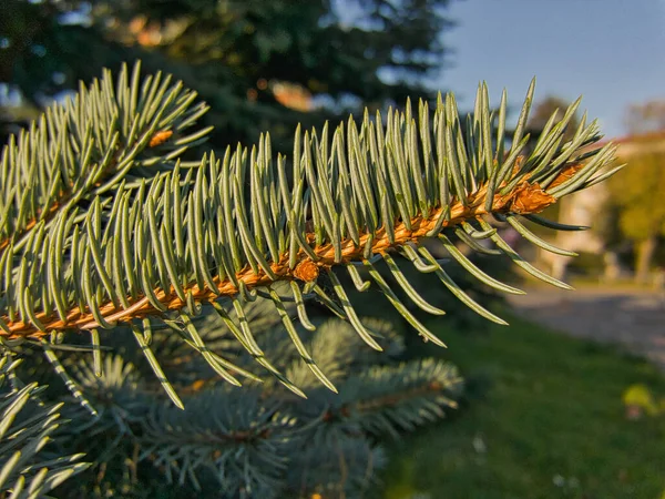 Close Spruce Twig Blue Needles Background Urban Environment Sunlight Golden — Stock Photo, Image