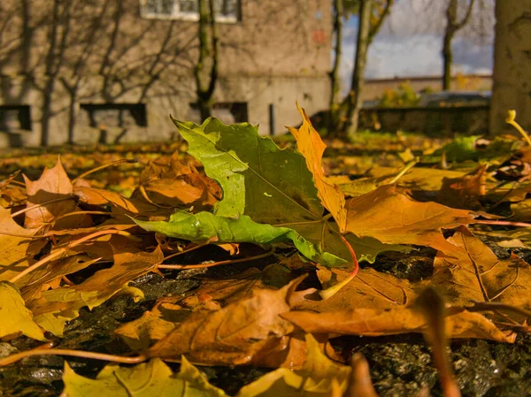 Ein Grünes Ahornblatt Mit Spuren Von Regentropfen Auf Einer Steinumrandung — Stockfoto