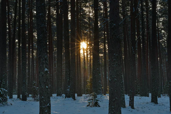 Eine Winterlandschaft Einem Kiefernwald Die Strahlen Der Aufgehenden Sonne Die — Stockfoto