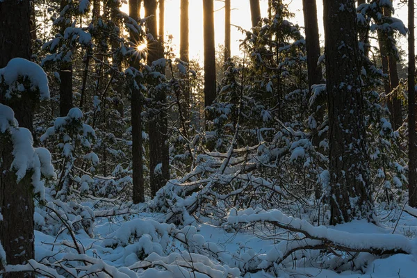 Лесах Сказочного Зимнего Хвойного Леса Рассвете Лучи Которого Придают Всему — стоковое фото
