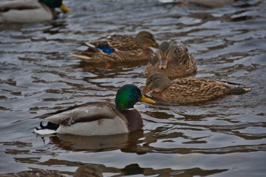 Çok renkli yakışıklı bir yaban ördeği donmamış kış nehri boyunca yüzüyor. Güzel bej renkli dişi yaban ördekleri yakınlarda yüzüyor. Su damlacıkları hemen kuşların tüylerinde donar..