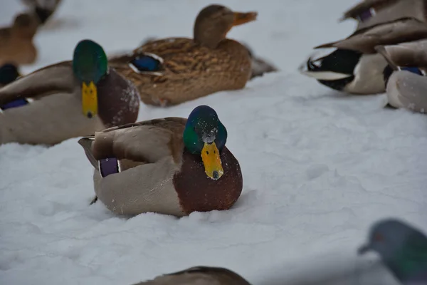 Dragón Ánade Real Primer Plano Nieve Entre Rebaño Patos Una Imágenes de stock libres de derechos