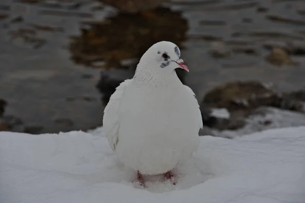 一只长着粉色嘴和黑眼睛的白鸽 在一条解冻的河流的背景下 坐在白雪上 — 图库照片