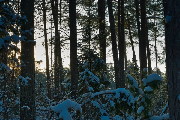 Hinterwälder Landschaft Eines Schneebedeckten Winterwaldes Bei Sonnenaufgang Vor Dem Hintergrund — Stockfoto