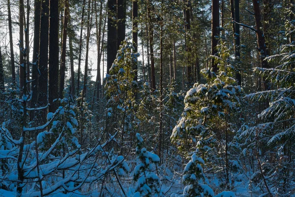 Morgendämmerung Der Wildnis Des Waldes Die Strahlen Durchdringen Die Dämmerung — Stockfoto